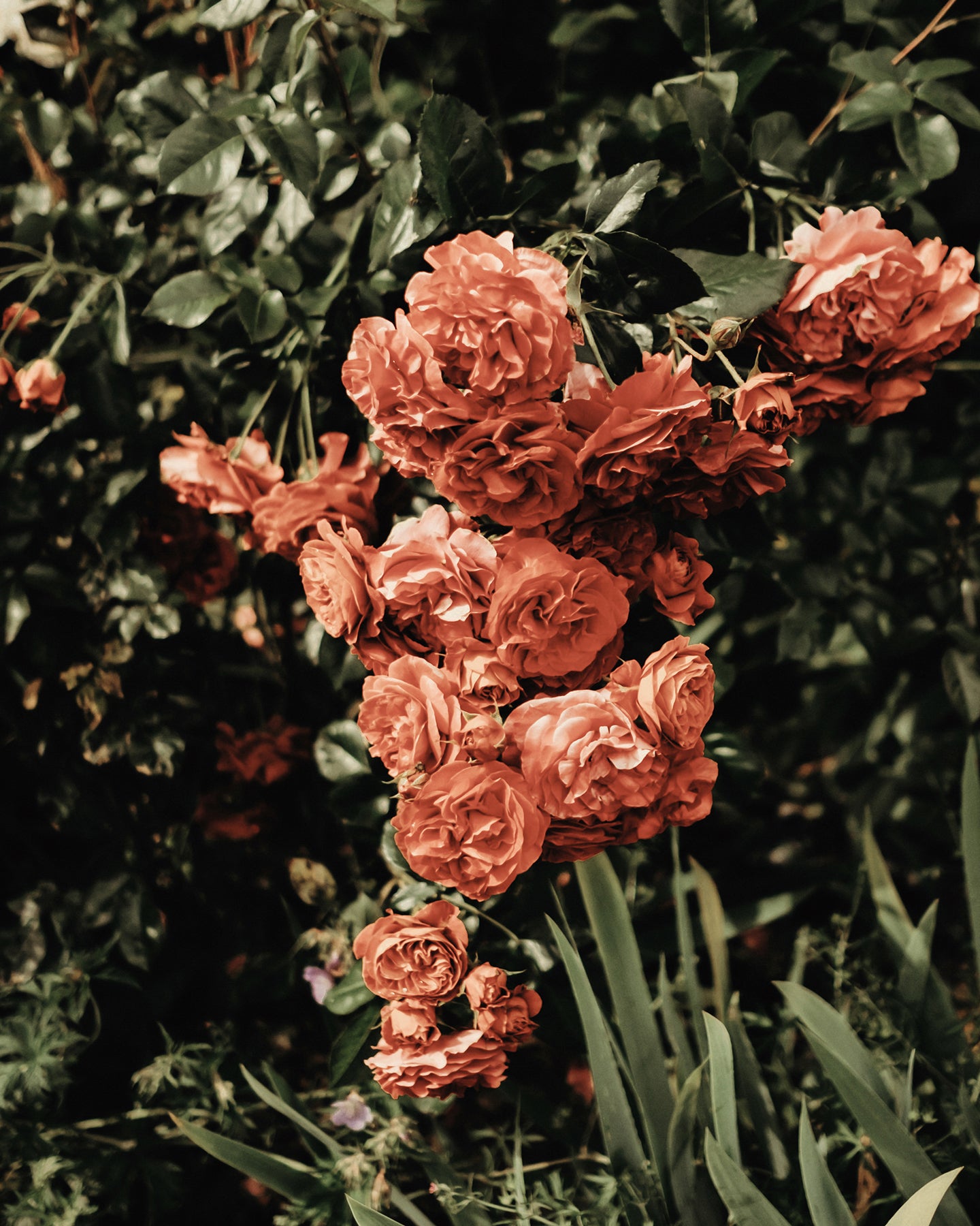 Ätherische Ölmischung - Rosenrot