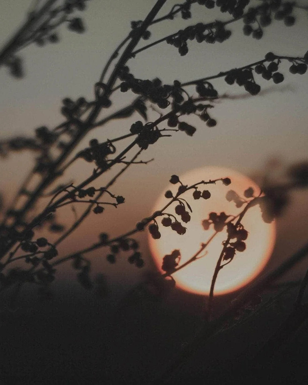 Ätherische Ölmischung - Abendgold
