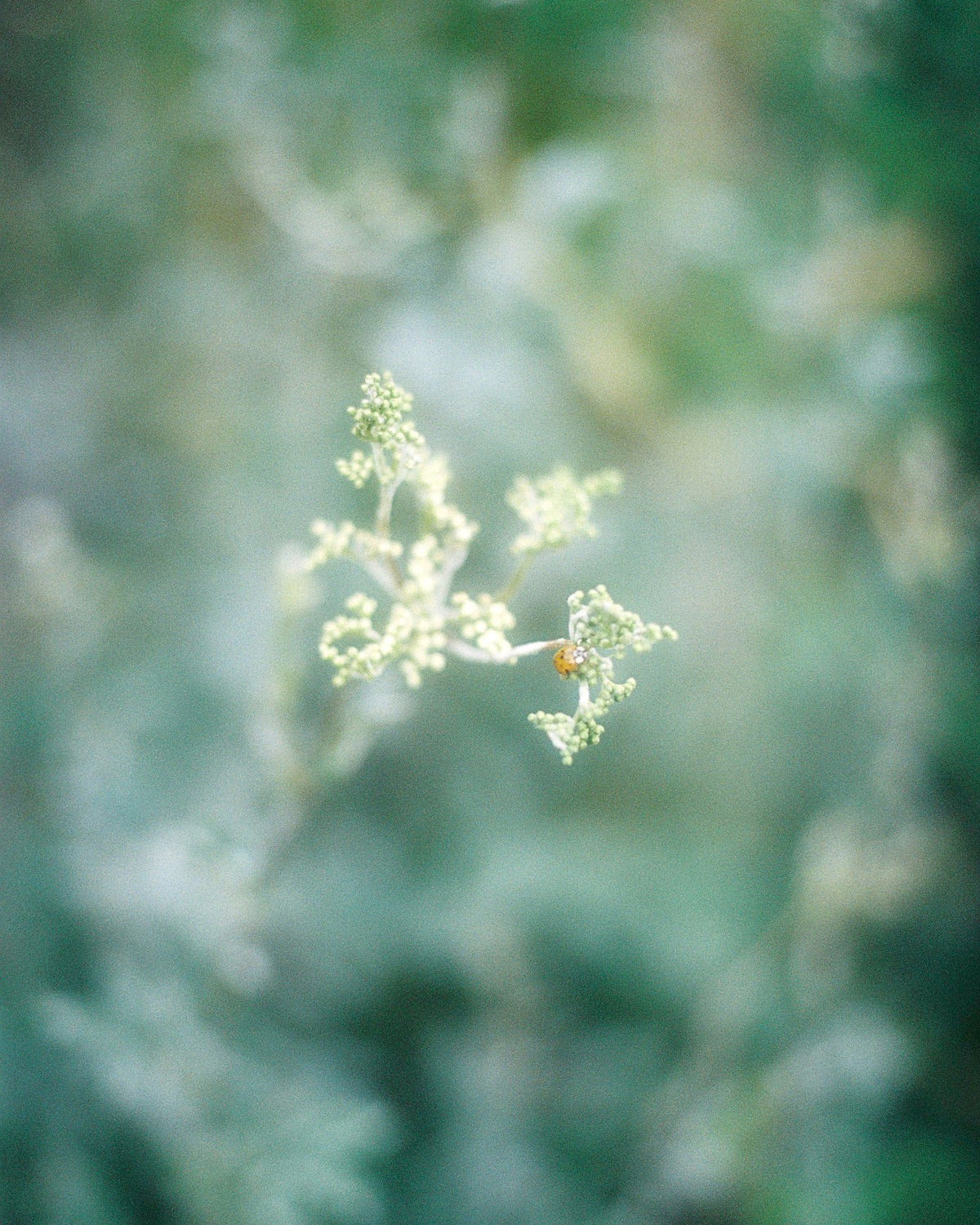 FOCUS - Essential Oil Blend