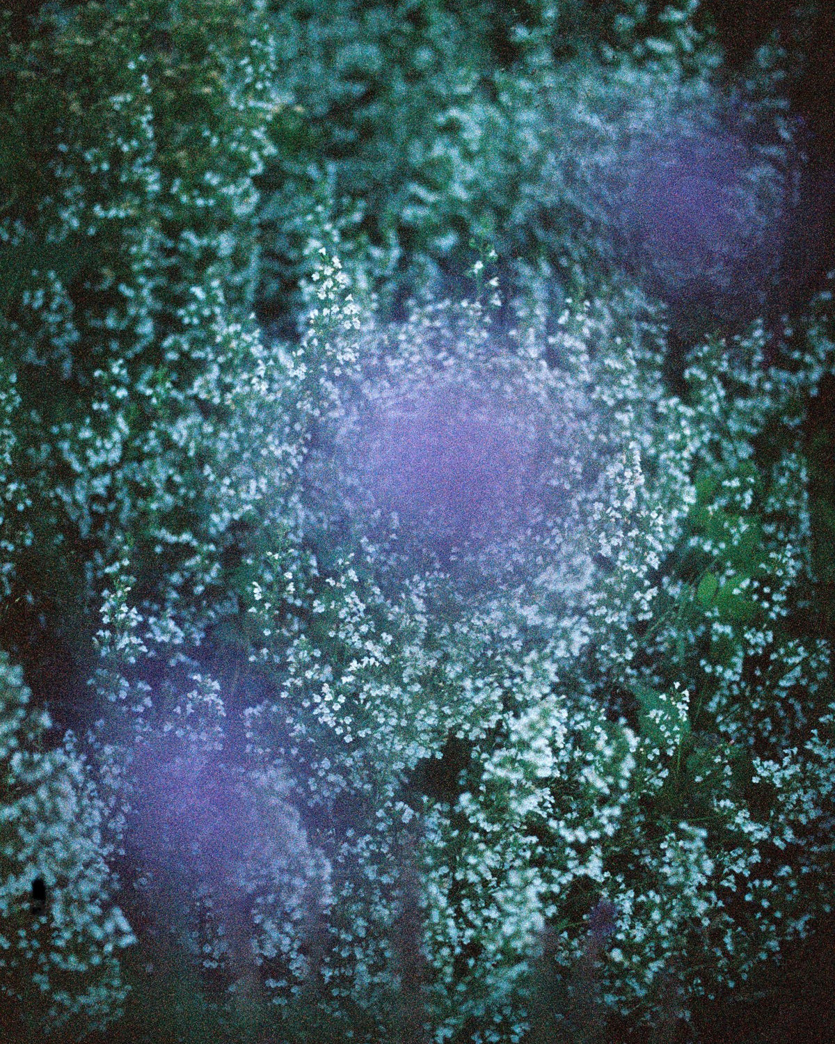 SLEEP - Essential Oil Blend