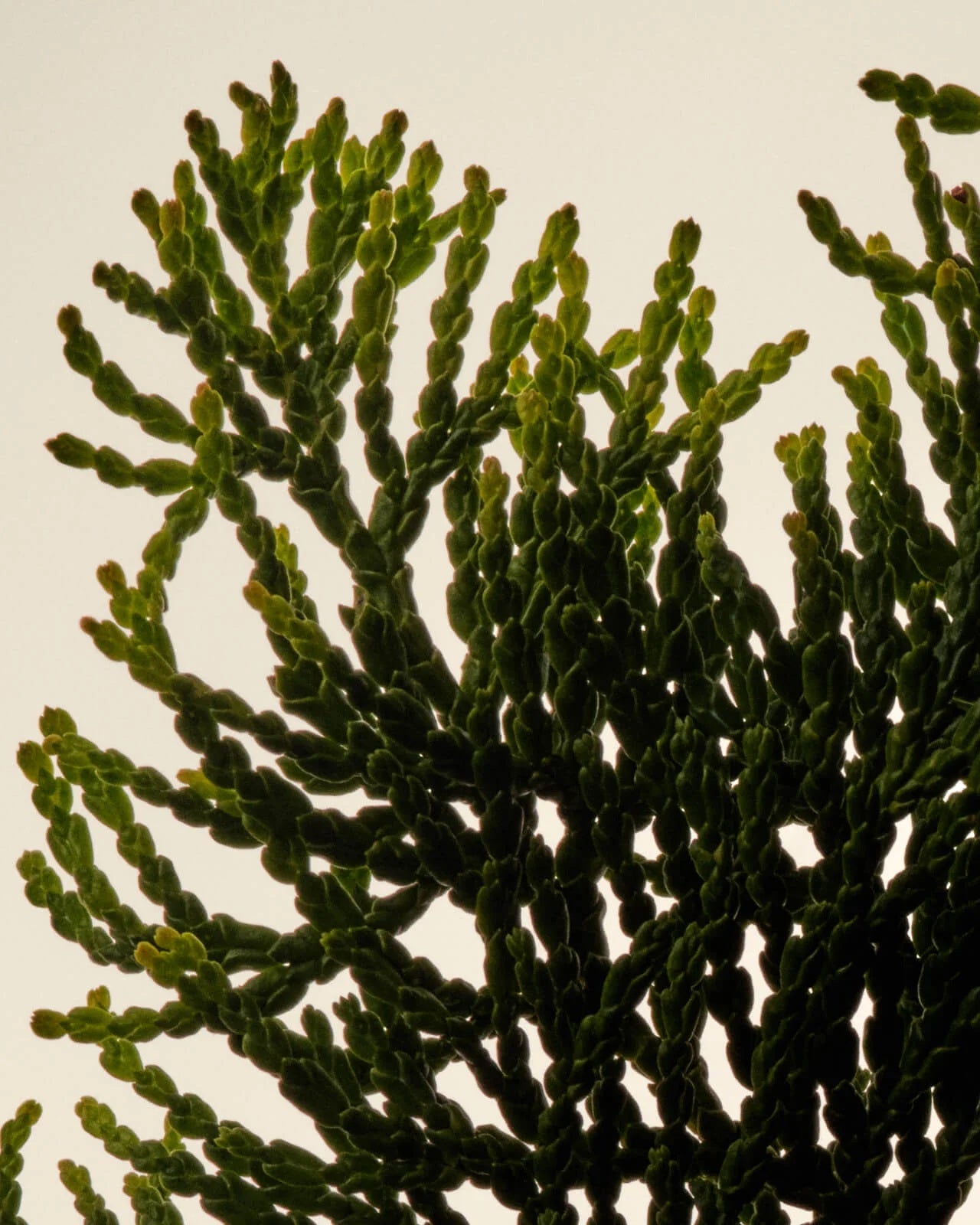 Winter Saga – Roll-on Perfume Oil