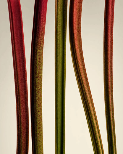 Limbo – Roll-on Perfume Oil